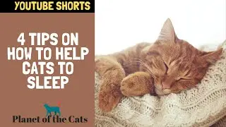 HOW TO HELP A KITTEN SLEEP AT NIGHT | 4 Tips On How To Help Cats To Sleep