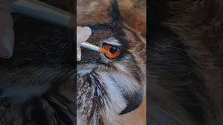 Textured owl #3 ● eye colour details #calmart #owlpainting #wildlifeart #abstractrealism