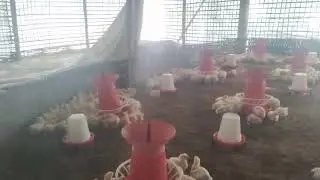 Boiler farming Assam 