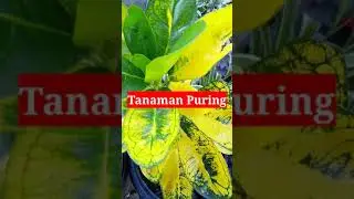 Tanaman Puring