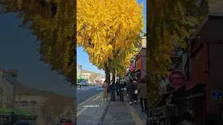 Гинкго &mdash; это дерево гинкго (дерево ынхэн) | Осень в Сеуле | Золотые листья #шорты #осень #корея
