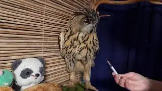 Как сделать укол сове? А если сова размером с филина?