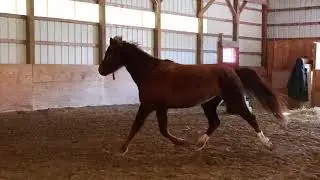 2023 Morgan Filly for Sale | OCF Twilight Teah aka Aster