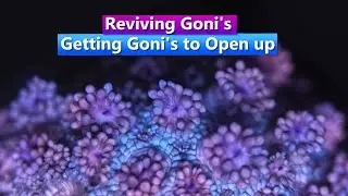 Reviving Goni's - Goniopora coral not opening