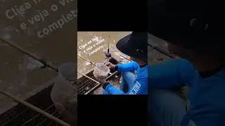 A isca certa para os curimbas