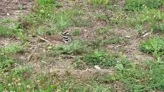 Baby Ebert Killdeer protecting her eggs