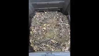 Live bee relocation Orange County California