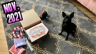 NOVEMBER 2021 BARKBOX UNBOXING | Dexter&rsquo;s Reaction Is So Cute!