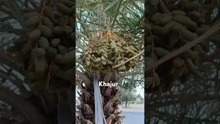 khajur #shorts🥰 viral #video 👍26 April 2025