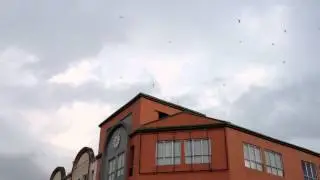 The Effect Of External Sounds To Swiftlet Part 1 !!!