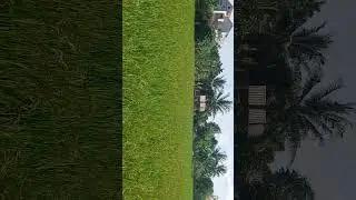 Rice Growing From The Field