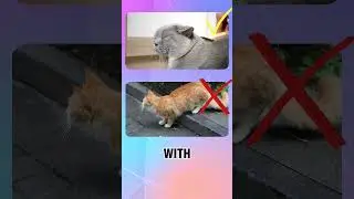 5 Signs Your Cat is Healthy
