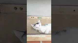 &ldquo;Kitten takes care of soft fur&rdquo; #cat #kitten #pets #funny
