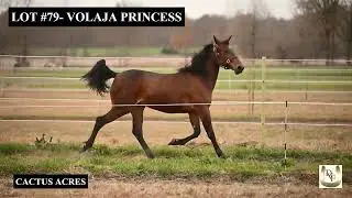 HIP 79 VOLAJA PRINCESS - FALL SPEED SALE