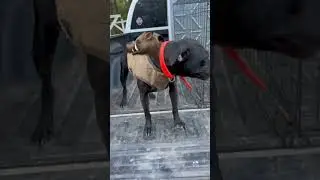 Hog Dogs 🐗🧨 #explore #viralvideo #dogs #hunting #hogs #catch #apbt #bulldog #rough #soldier