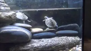 Turtles Tank 35gl