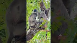 Grey Langur Couple ❤️😍😍