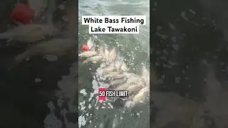 Fishing Lake Tawakoni for White Bass Limits! #whitebassfishing #whitebass #sandbass #fishingtexas