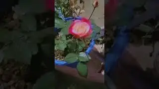 pink rose ##nice ☘️##short video ##