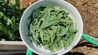 How to Make an Herbal, Medicinal Tea With Borage, Calendula and Goji