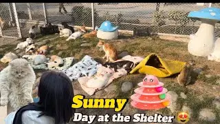 Sunny Day at the shelter, Tariq ate Jalebiss | The Crazy Cats Project SA Gardens