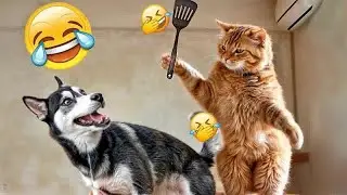 Funny and clever animal video clips 🥞 A compilation of the funniest moments of dogs 🤪
