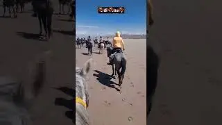 horse riding  agadir tamraght  taghzout  +212624790409