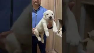 Алабай щенок лучший #таежныйталисман #алабай #щенкиалабая #алабаи #питомникалабаев #сао #красноярск