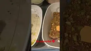 Saudia airlines flight meal Manu|experience with Saudi Arabian airlines.
