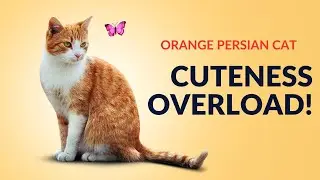 Orange Persian Cat Behavior | My Persian cat loves to eat fish