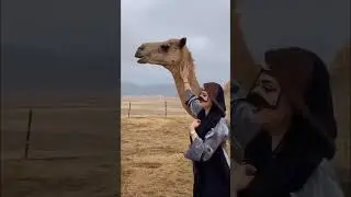 Ha#Allah Hel Hel | Arabic Song | Arabic Viral Song | Arabic | wow