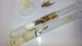 Camponotus terebrans