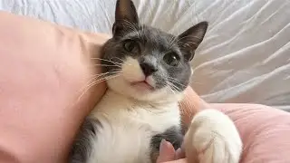 Nadie quería a este gato hasta que mi marido lo cogió en brazos una vez