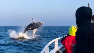 Embark on a Whale-Watching Cruise in Reykjavik, Iceland