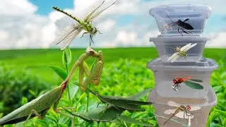 Wow ‼️Catch giant dragonflies full colors,grasshoppers, mantises, lizards, and other insects