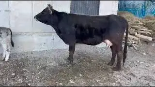 175000сом эне бала, баласы ургачы 7-8 л Суту бар ээсыни номери +996 778 360 799