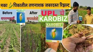 KAROBIZ मका पिकातील जबरदस्त तणनाशक UPL चे कॅरोबिज @uplindia9284 #agriculture #maize