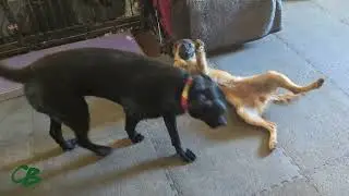 Rad and Colette dog body language