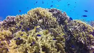Learn how to protect the ocean during your Divemaster Training at Blue Magic