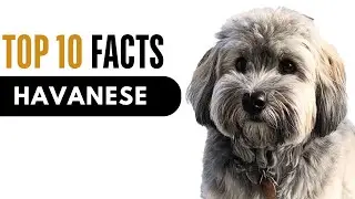 Top 10 Facts About Havanese - Complete Information About Havanese Dog