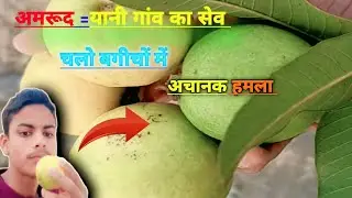 &ldquo;गाँव का सेव अमरूद | Village Guava Picking Vlog&rdquo;