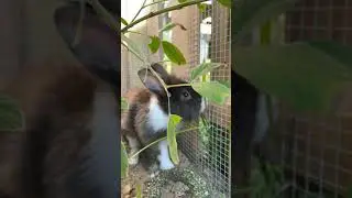Permaculture or Backyard bunny joy, abundance unlimited