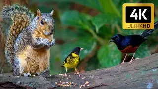 Cat TV for Cats to Watch 😺🐦 A Refreshing Nature Scene With Free-Flying Visitors 🕊️🍃🐿 Live 12 Hours