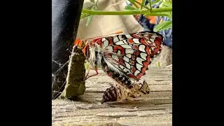 Bay Checkerspot butterfly 2