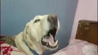 My Cute Pet🐕#dog#pet#doglife#cute#viral#animals#viralvideo#petlover#pets#dogshorts#dogs#labrador#yt