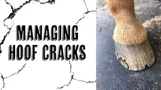 Managing Hoof Cracks: Causes, Prevention, and Treatment for Horses