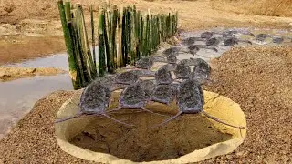 Unique fishing technique in riverwater. Amazing Fish Trap System with bamboo fence. Best fish trap.