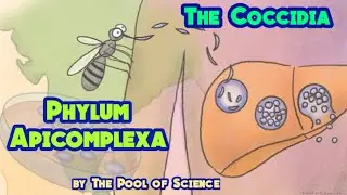 B.Sc Zoology-B,B.S Zoology semesterIII&IV, ADPDEGREE, Phylum Apicomplexa,Coccidia byThePoolofScience