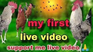 MM VIDEOS MURGA MURGI  is live🤔🐓🌾🌾🐓🐓🌾🌾🐓🐓🐔🐔