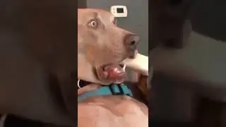 Funny Pet Clips 🤣🐕&zwj;🦺 #funny #dogs #shorts #cutepets #petclips